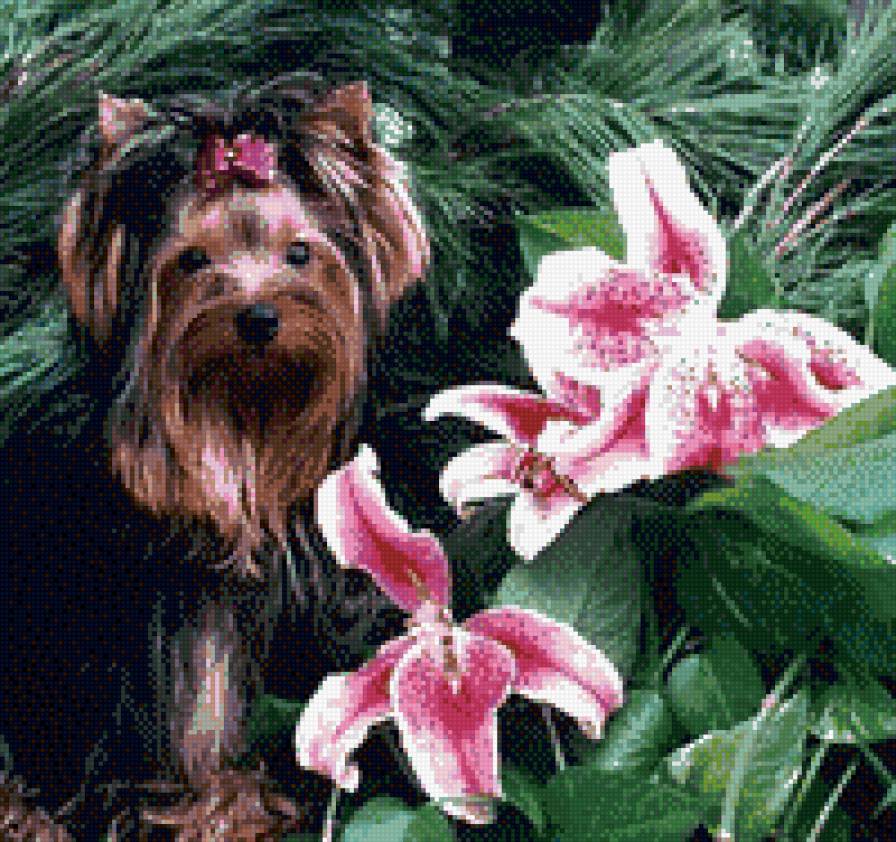 Йорк широкий терьер в лилиях - предпросмотр