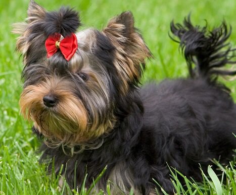 Йорик - оригинал