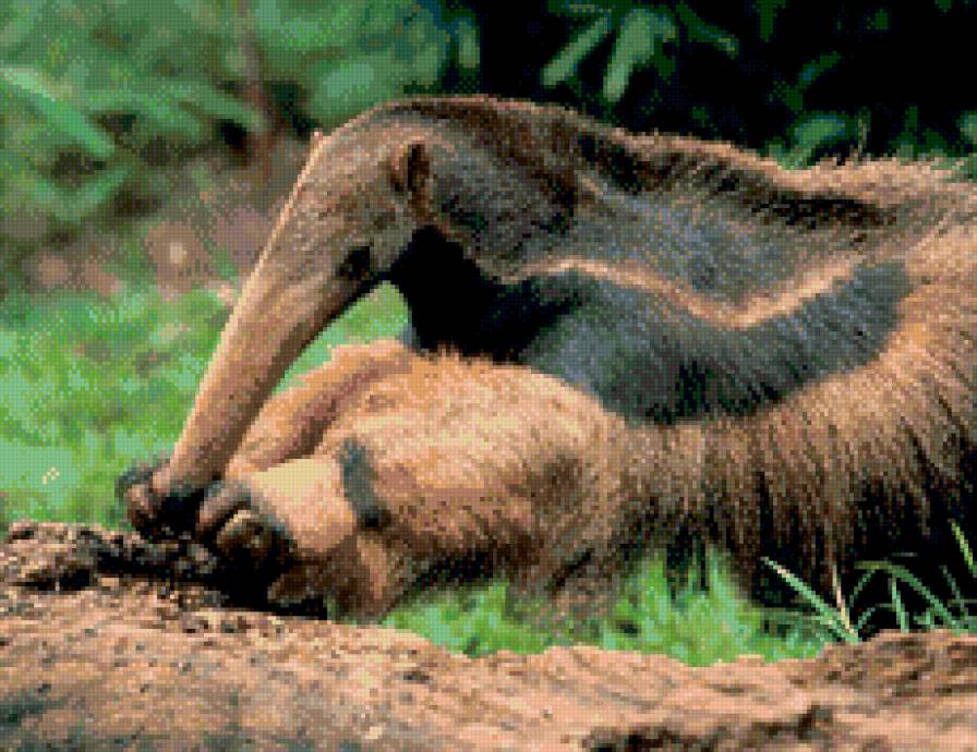 Муравьед 2 - природа, муравьед, животное - предпросмотр