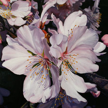 Схема вышивки «Cherry blossom»
