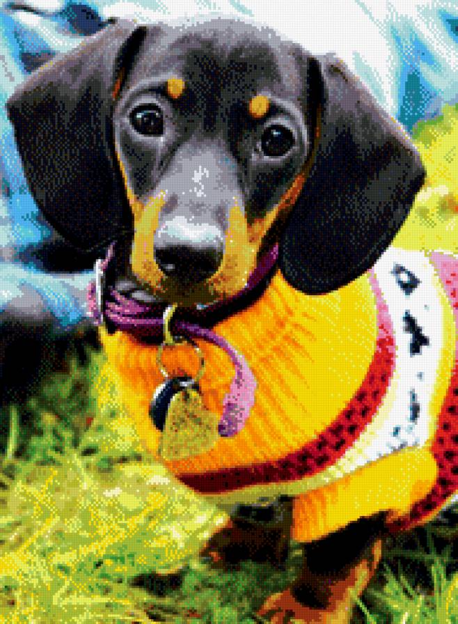 пес - сабаки, животные - предпросмотр