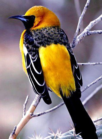 птица - оригинал