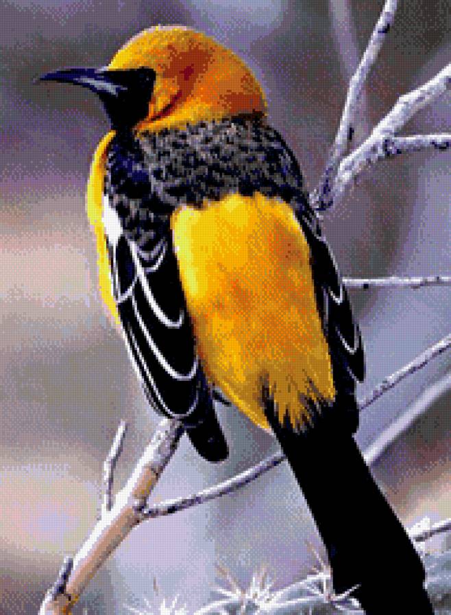 птица - предпросмотр