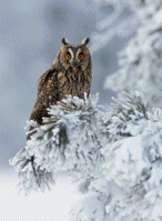 Сова - птицы, ель, сова, снег, зима - предпросмотр