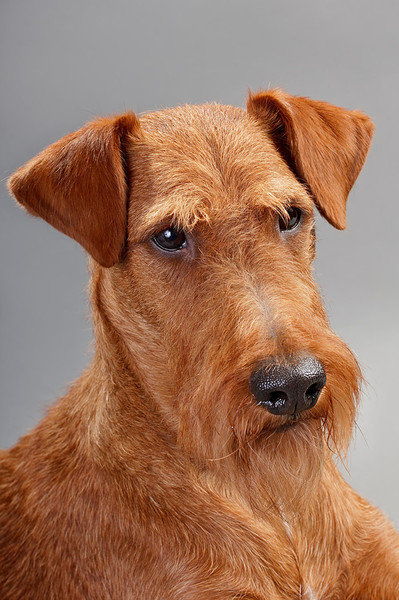 Ирландский терьер - собаки - оригинал