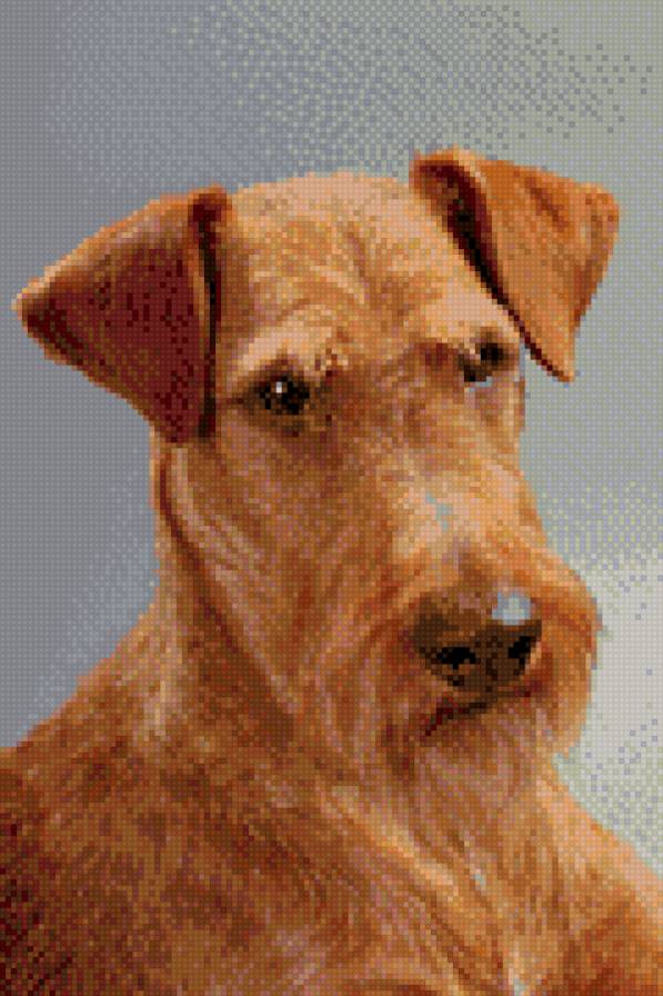 Ирландский терьер - собаки - предпросмотр