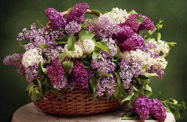 букет сирени - оригинал