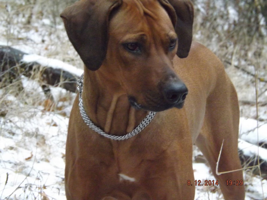 Родезиец. - собаки., животные - оригинал