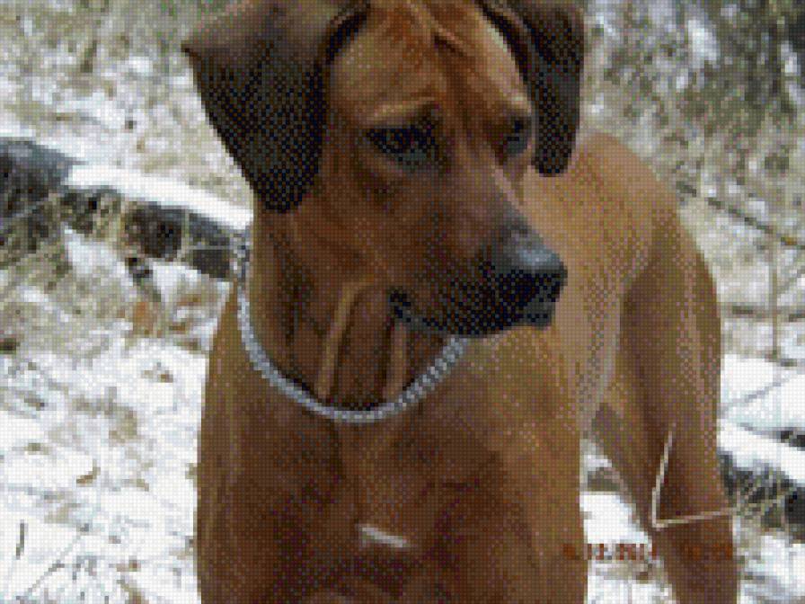 Родезиец. - животные, собаки. - предпросмотр