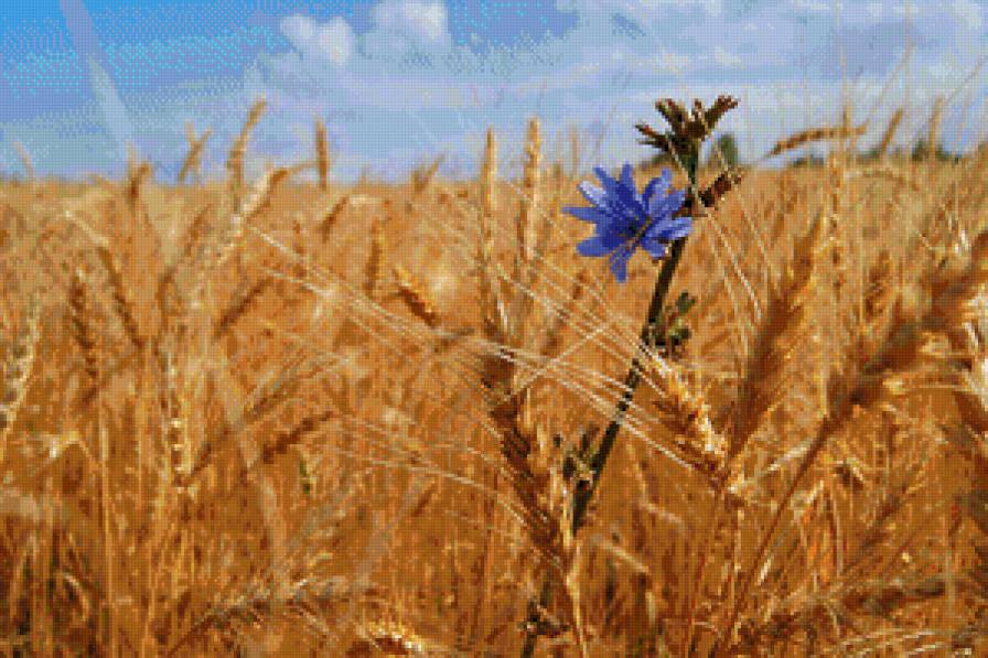 пшеница - предпросмотр