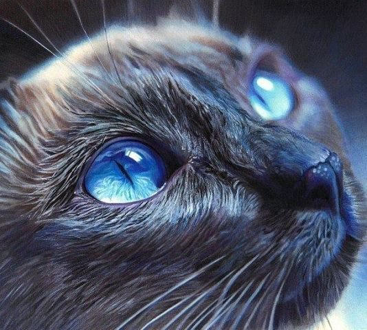 Кот - глаза, животные, природа, кот, кошка - оригинал