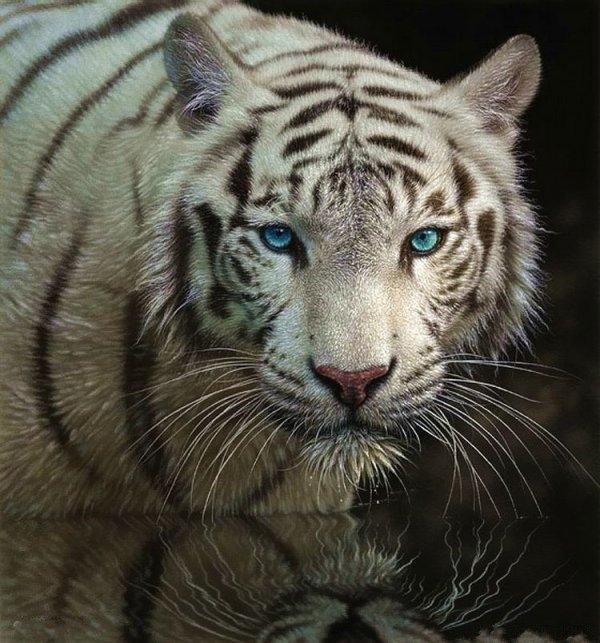 Белый тигр - животные, река, вода, природа, тигр, белый тигр - оригинал
