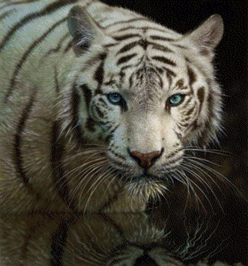 Белый тигр - вода, животные, природа, река, белый тигр, тигр - предпросмотр