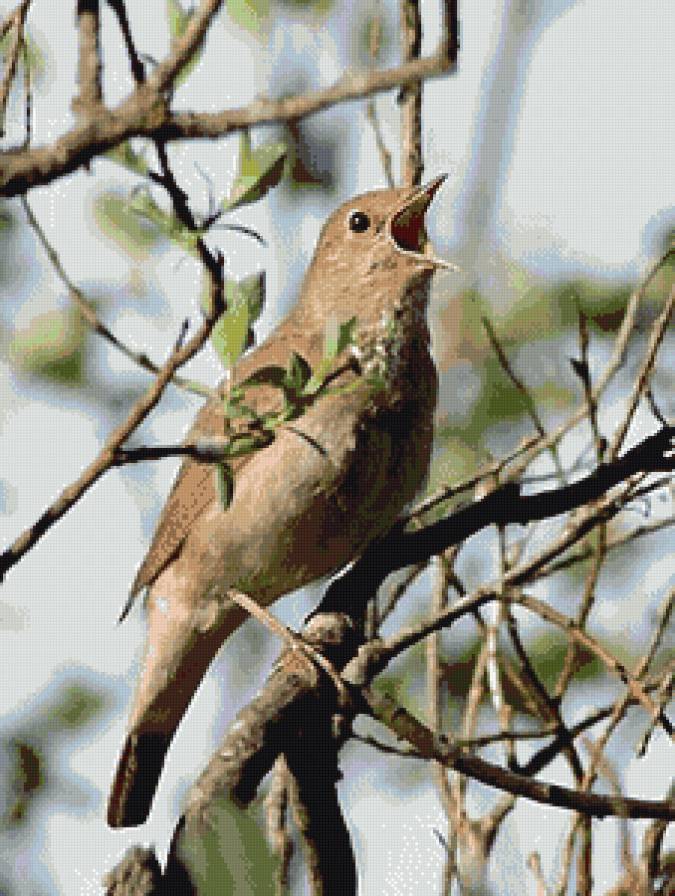 Солист - птицы, весна, природа - предпросмотр