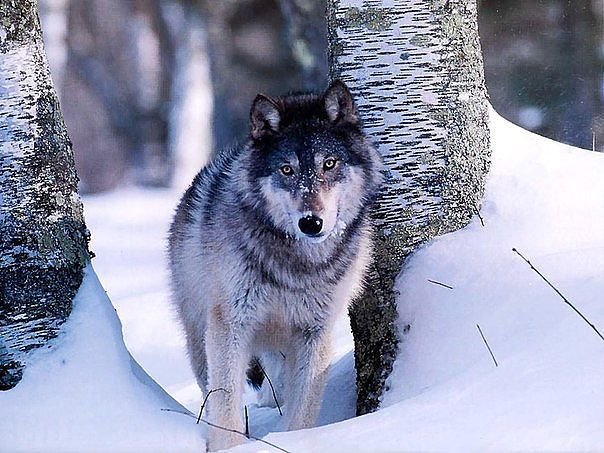 Волк - природа, зима, животные - оригинал