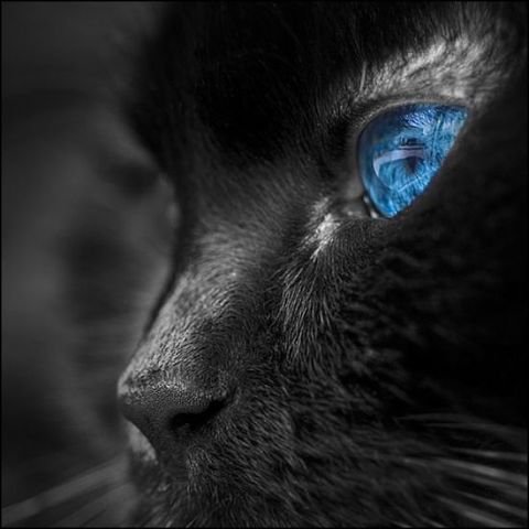 Черный кот - животные - оригинал