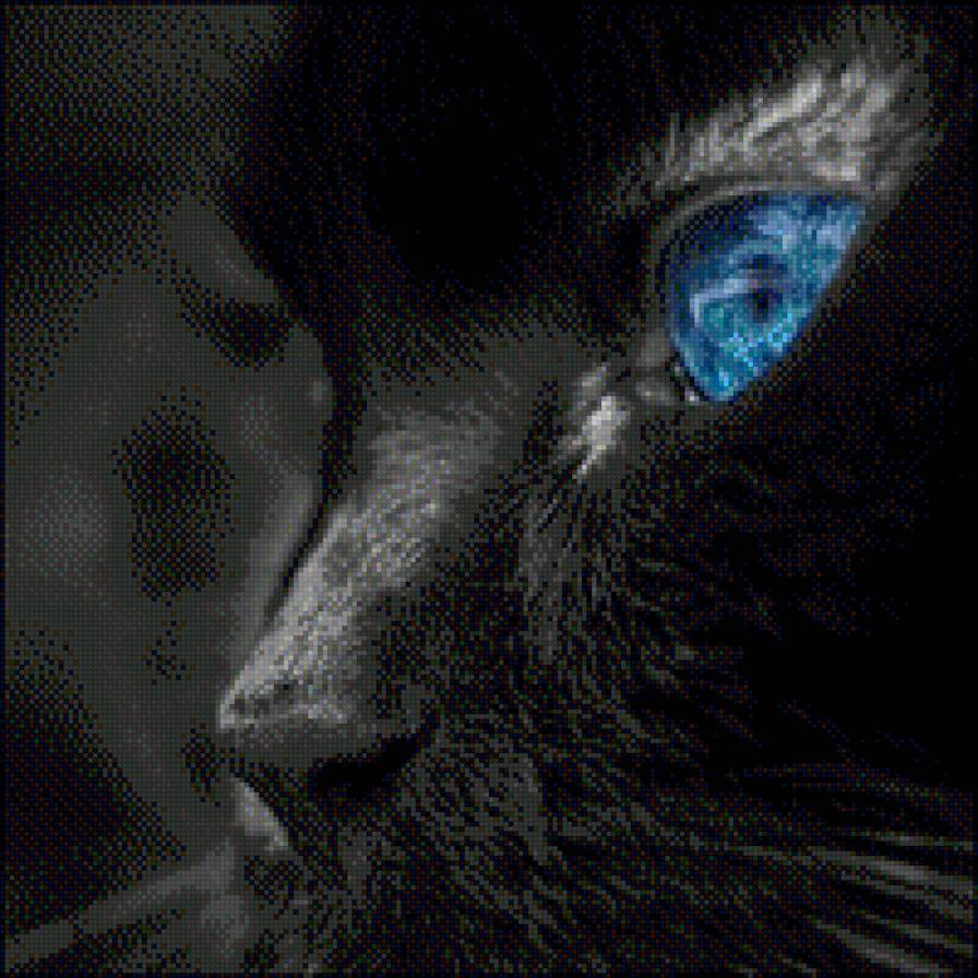 Черный кот - животные - предпросмотр