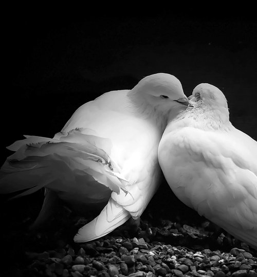 голуби - оригинал