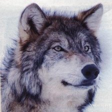 Оригинал схемы вышивки «Волк» (№828803)