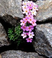 Схема вышивки «толстянка»