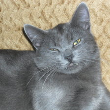 Схема вышивки «кот»