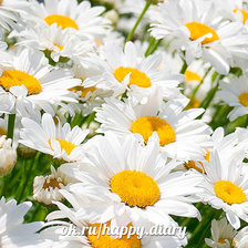 Схема вышивки «ромашки»