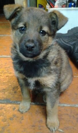 Тося - оригинал