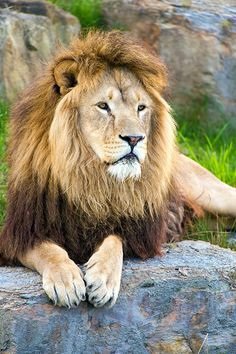 Лев - лев, зверь, хищник - оригинал