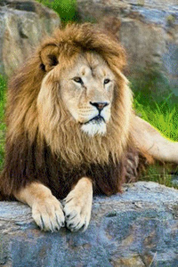 Лев - зверь, лев, хищник - предпросмотр
