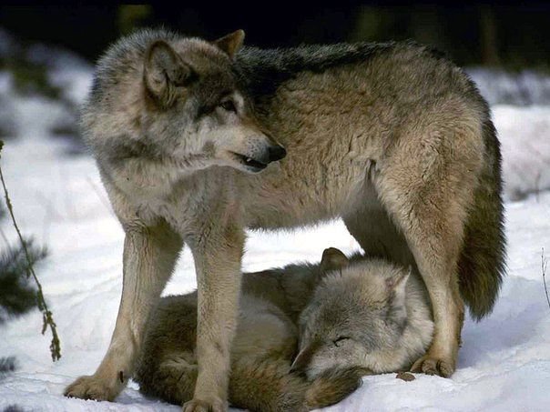 волк охраняет волчицу - волки - оригинал