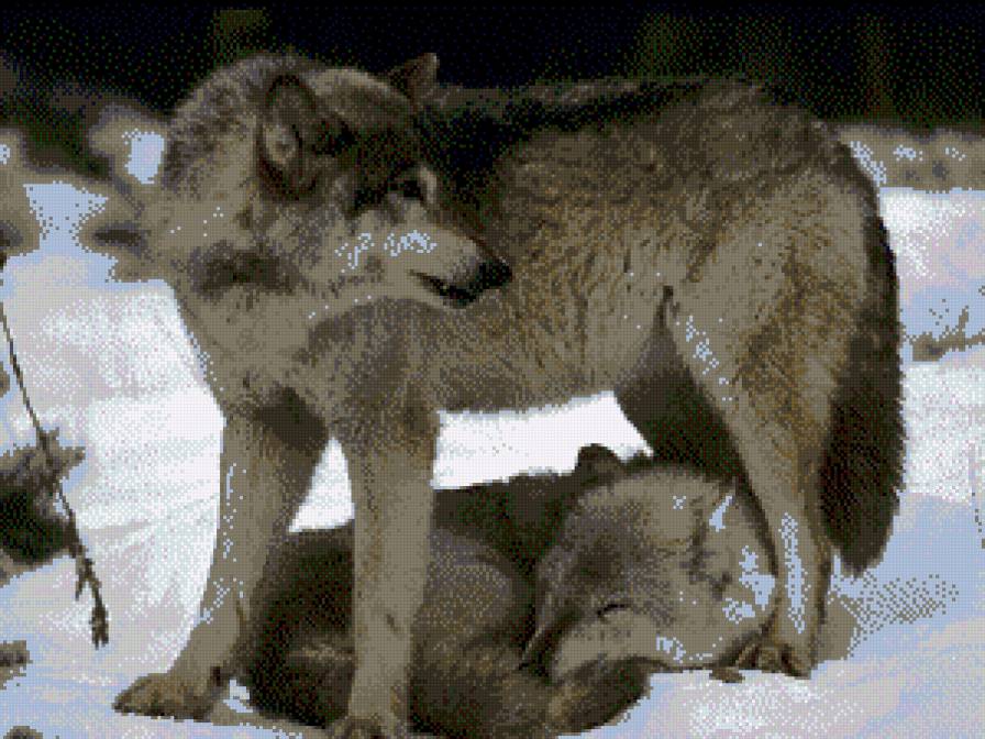 волк охраняет волчицу - волки - предпросмотр