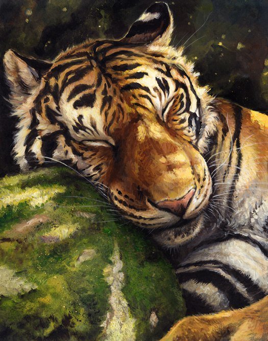Тигр - животные, тигр, сон, хищник - оригинал