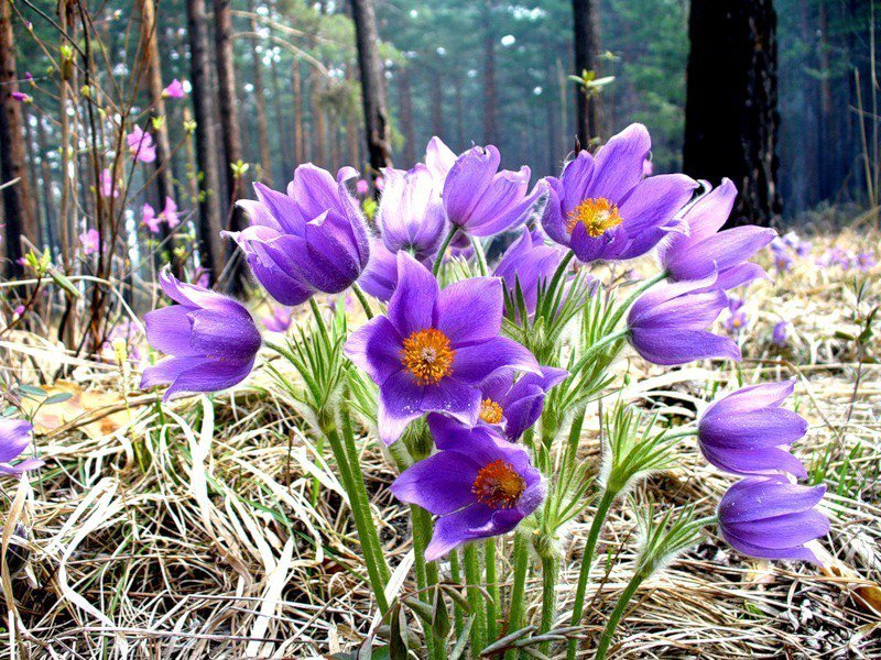 Цветы - оригинал