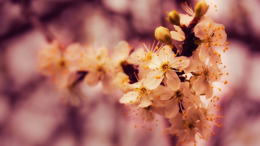 вишнёвая ветка - цветы, вишня, природа - оригинал