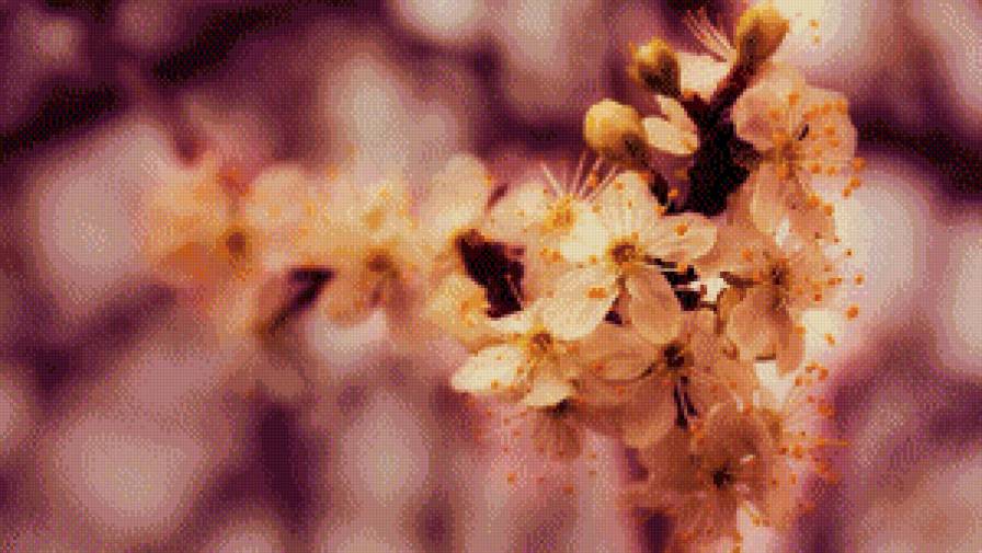 вишнёвая ветка - вишня, цветы, природа - предпросмотр