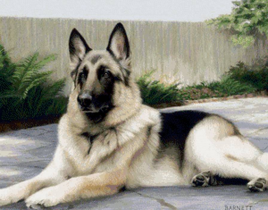 Немецкая овчарка - собака, живитные, немецкая овчарка - предпросмотр