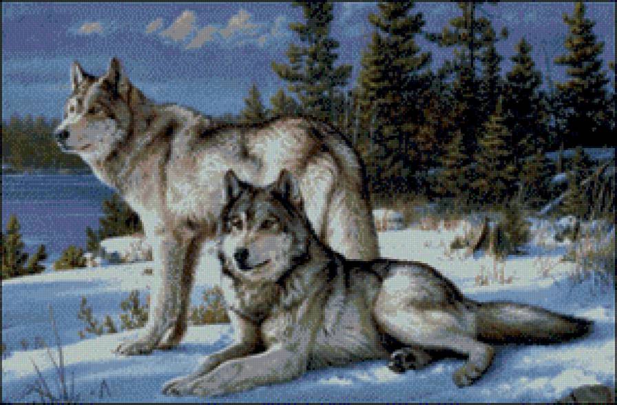волчья пара - природа, лес, живитные, волки - предпросмотр