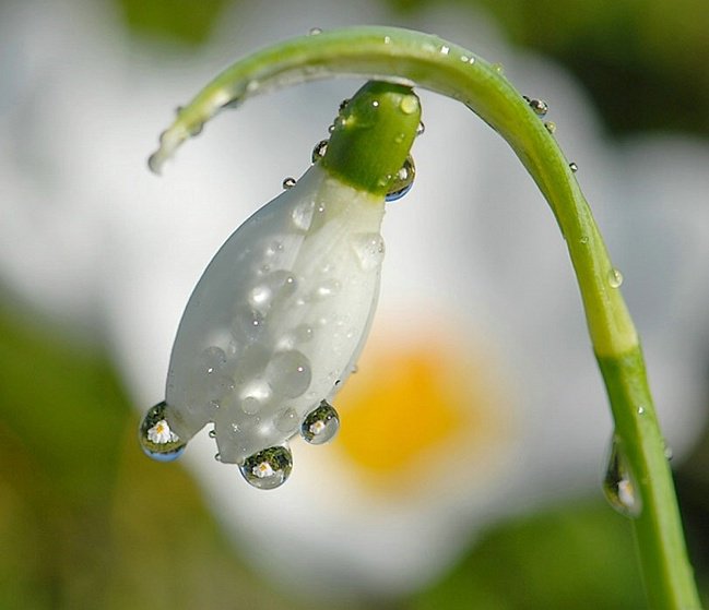 Цветок - оригинал