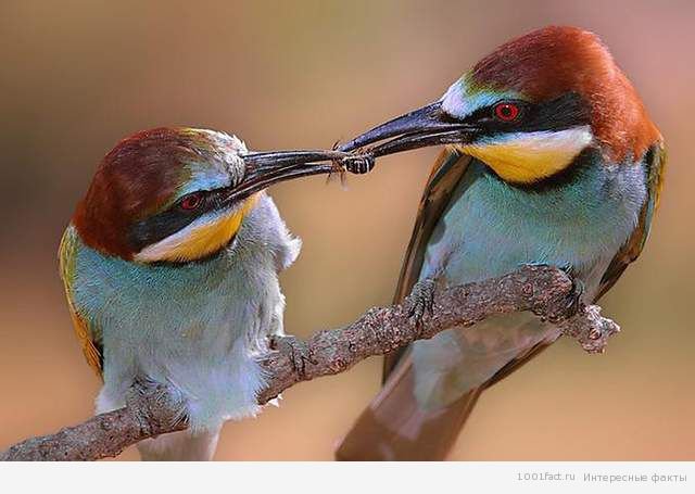 Пташки - птицы, забота, двое - оригинал