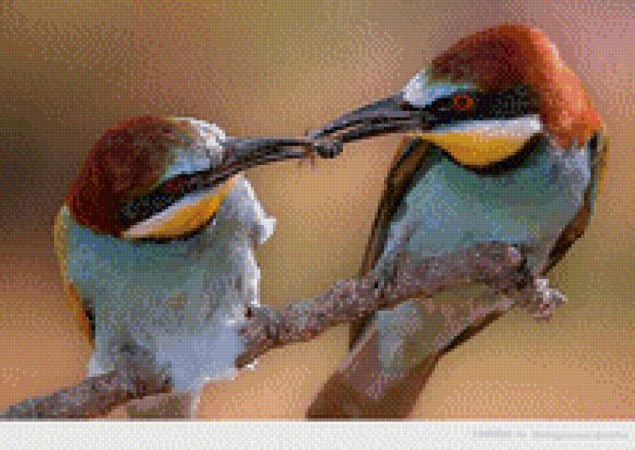 Пташки - забота, птицы, двое - предпросмотр