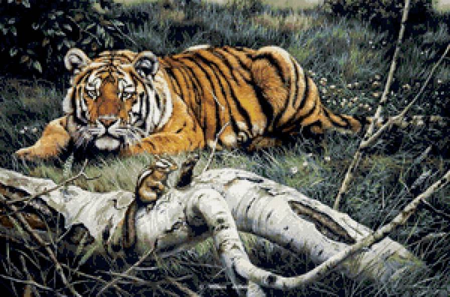 тигр - дикие животные, пейзаж, природа, тигр - предпросмотр