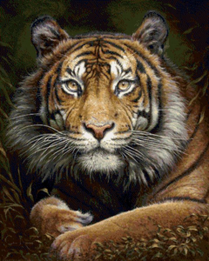 тигр - дикие животные, тигр, картина - предпросмотр