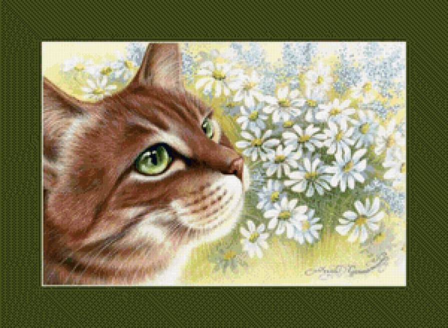 мордашка - кот, котики, коты, портрет - предпросмотр