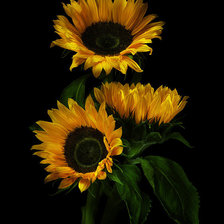 Схема вышивки «подсолнухи»