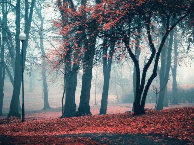 парк - листва, осень, природа, парк, деревья - оригинал
