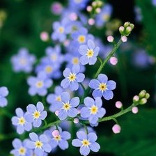 Схема вышивки «Незабудки»