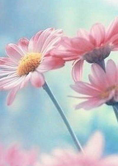 Герберы - цветы, открытки - оригинал