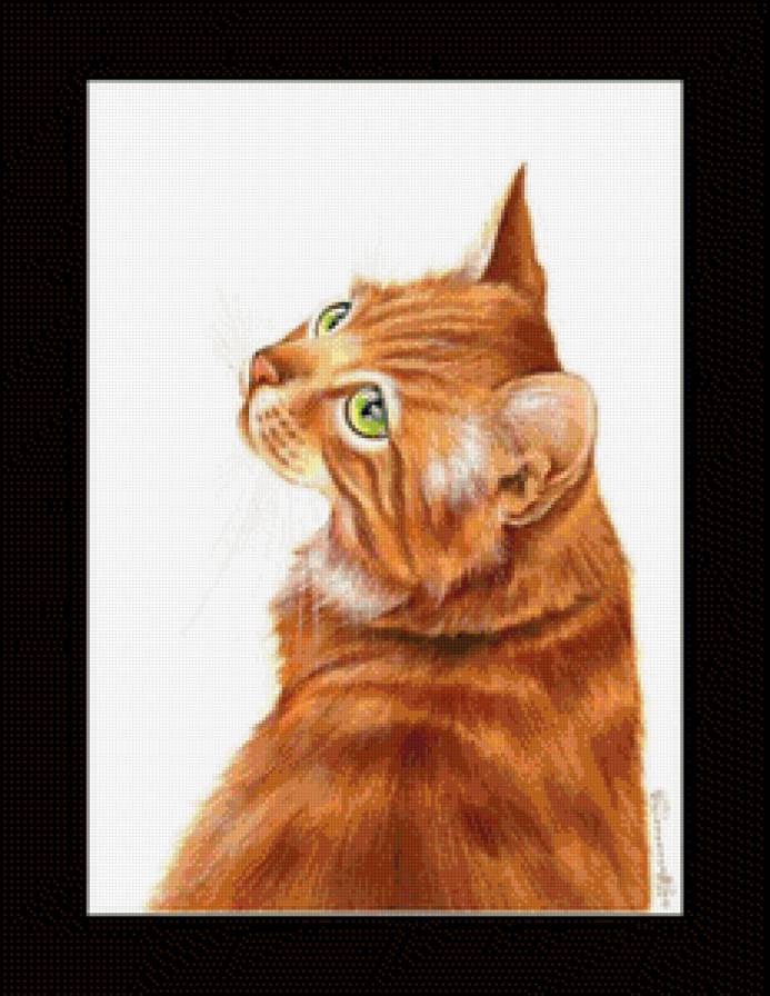 красавчик - коты, кот, котики - предпросмотр