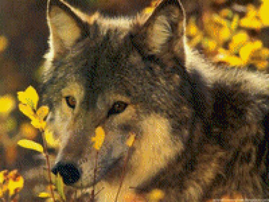 Волчёнок - природа, волк - предпросмотр