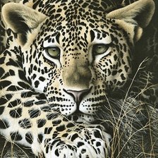 Схема вышивки «тигр2»